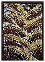 Fern.jpg