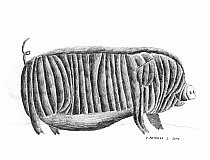 Schwein.jpg